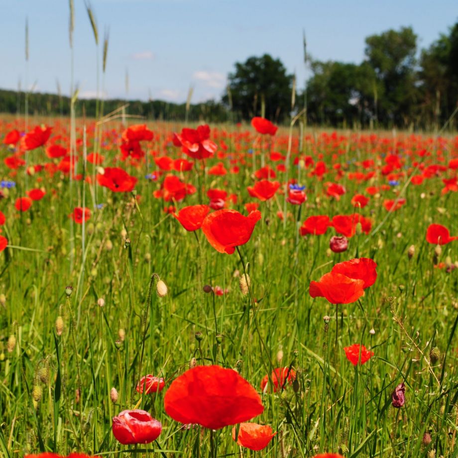 Blumenwiese